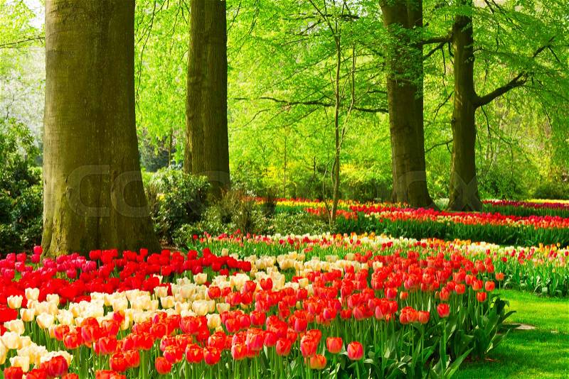 Colorful green lawn and springred tulips flowers in holland park Keukenhof, Netherlands, stock photo