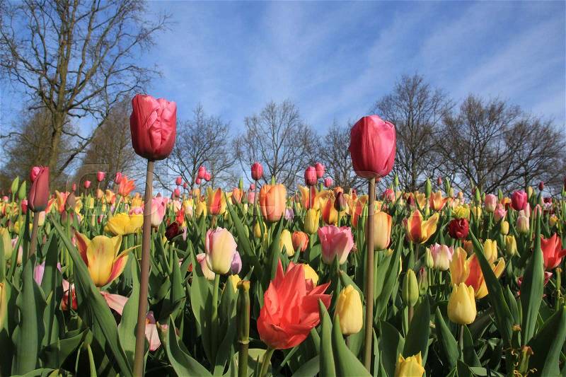 Blue sky with clouds and in the distance bare trees and at the foreground many blooming tulips in different colours in world\'s largest flower garden Keukenhof in Lisse on a sunny day in spring, stock photo