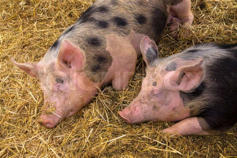 Couple sleeping pigs. Two young pigs are sleeping sweetly on a straw mat in a pigsty. Pig farm, stock photo