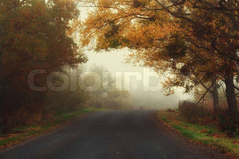 Rural foggy autumn landscape with car road and red trees. Seasonal fall silence mood, stock photo