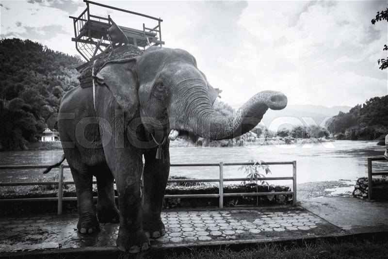 Black and white photo of tours elephant in elephant camp. signature animal of Thailand, stock photo