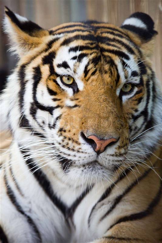 Portrait of tiger close up, stock photo