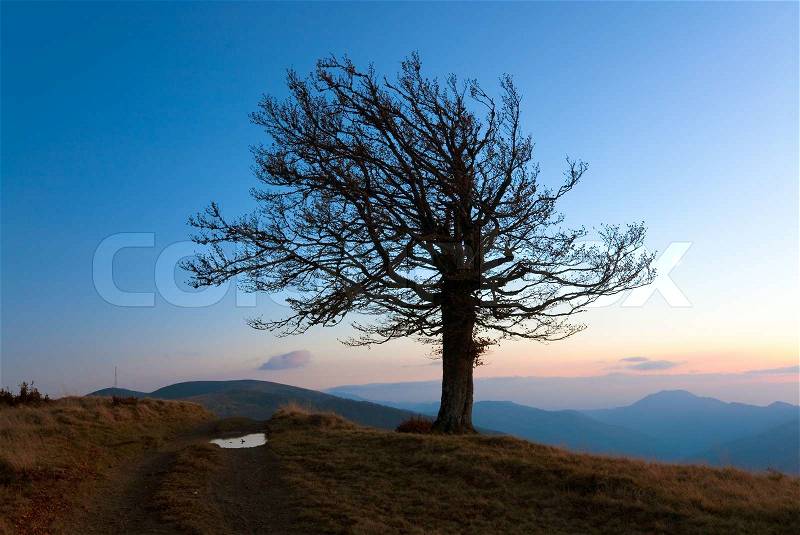 Lonely autumn naked tree on night mountain hill top in last sunset light, stock photo