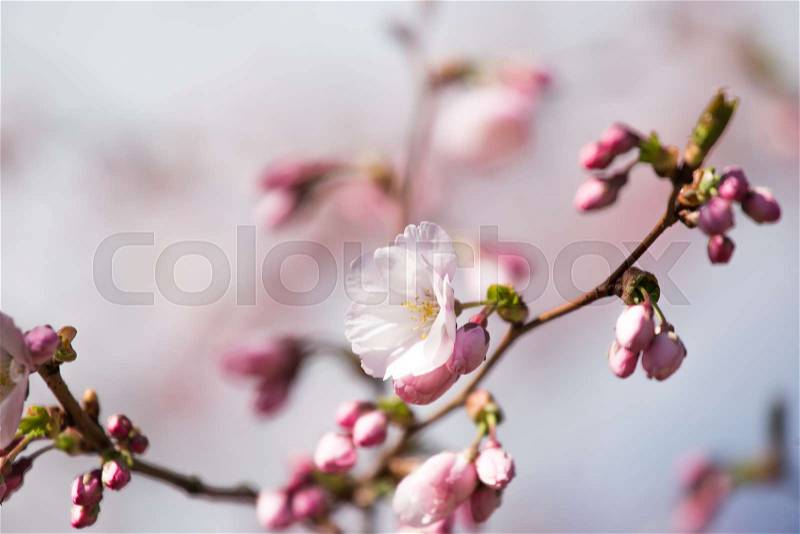 A beautiful sakura cherry blossoms in a sunny spring day. Cherry flowers in natural habitat. Sakura growing in park. Oriental spring atmosphere, stock photo