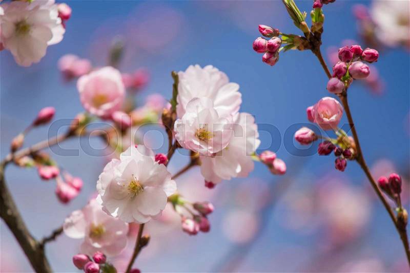A beautiful sakura cherry blossoms in a sunny spring day. Cherry flowers in natural habitat. Sakura growing in park. Oriental spring atmosphere, stock photo