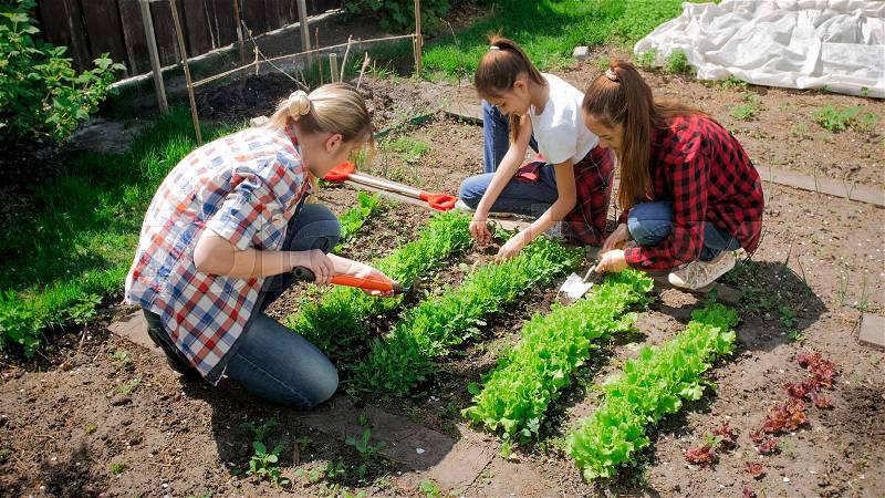 Young mother teaching her children how to plant vegetables at backyard garden, stock photo