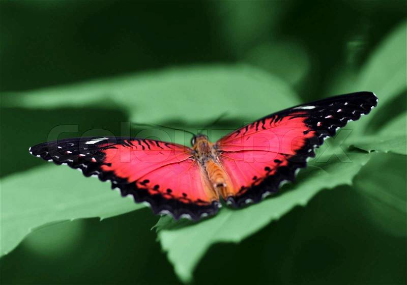 Butterfly (Red Lacewing) with opened wings on a green leaf, stock photo