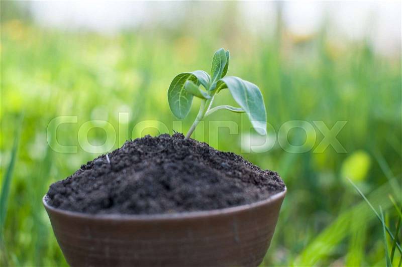 The seedling are growing from the rich soil to the morning sunlight that is shining, ecology concept, stock photo