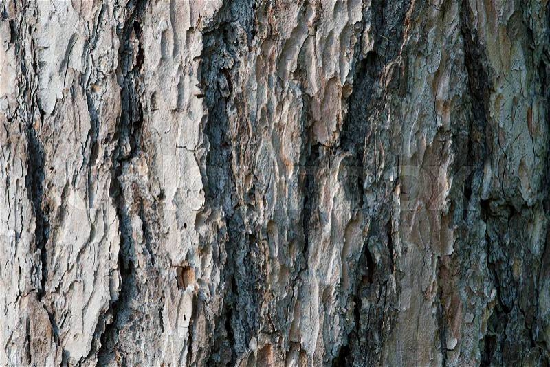 Abstract old wood tree bark texture background. Closeup of tree bark, stock photo