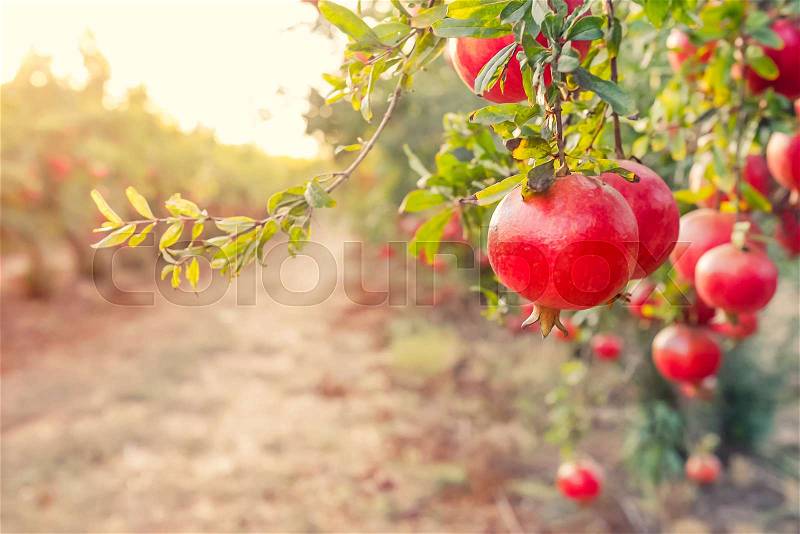Alley of Ripe pomegranate fruits hanging on a tree branches in the garden. Harvest concept. Sunset light. soft selective focus, space for text, stock photo