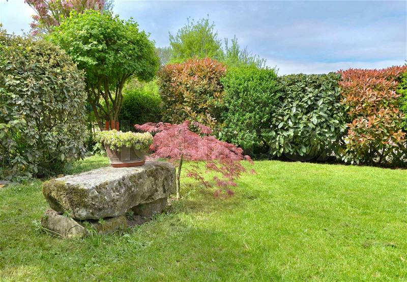 Bench next to Japan maple in an ornamental garden in countryside, stock photo