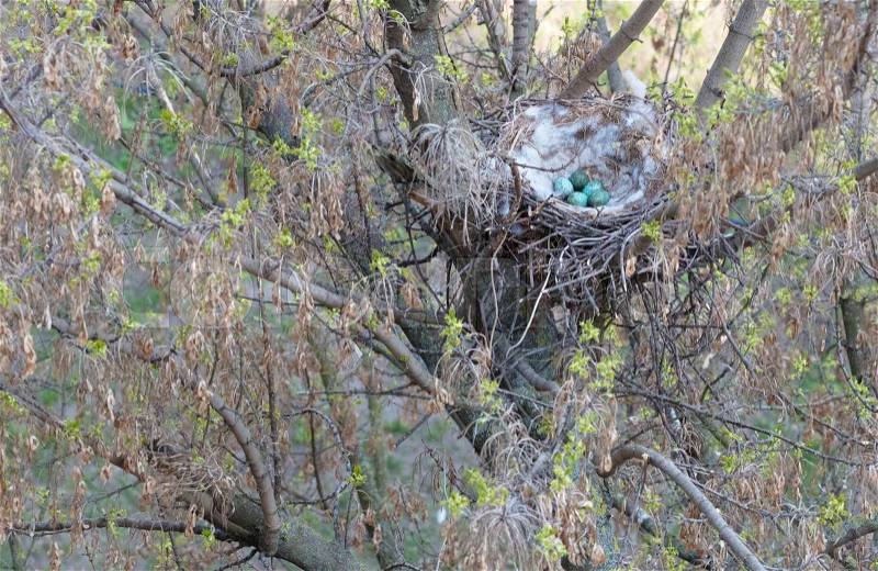 Early spring, a crow\'s nest on a tree, five green eggs in a nest, stock photo