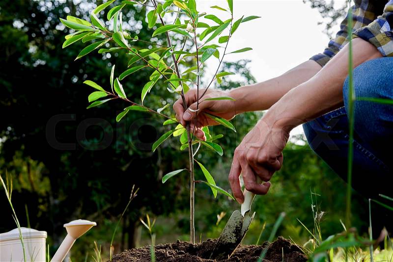 Planting a tree. Close-up on young man planting the tree, then watering the tree. Environment and ecology concept, stock photo