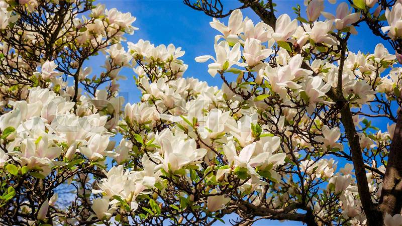 Beautiful magnolia flowers in the spring season on the magnolia tree, stock photo