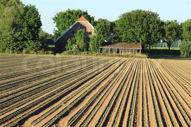 The farm, the barn and plowed land with young plants in the ground in rows at the countryside in the village Geervliet in spring, stock photo