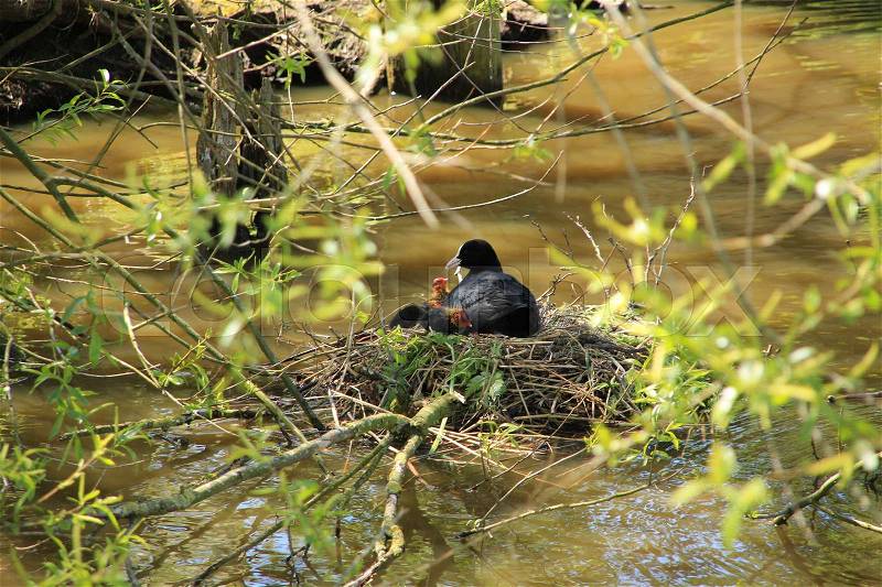 The eurasian coot is sitting with the two offspring in the nest in the pond in the park in the village Zuidland in the beautiful spring, stock photo