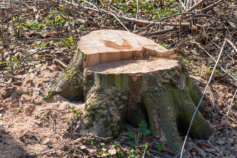 Stump from big removal tree in the wood, stock photo