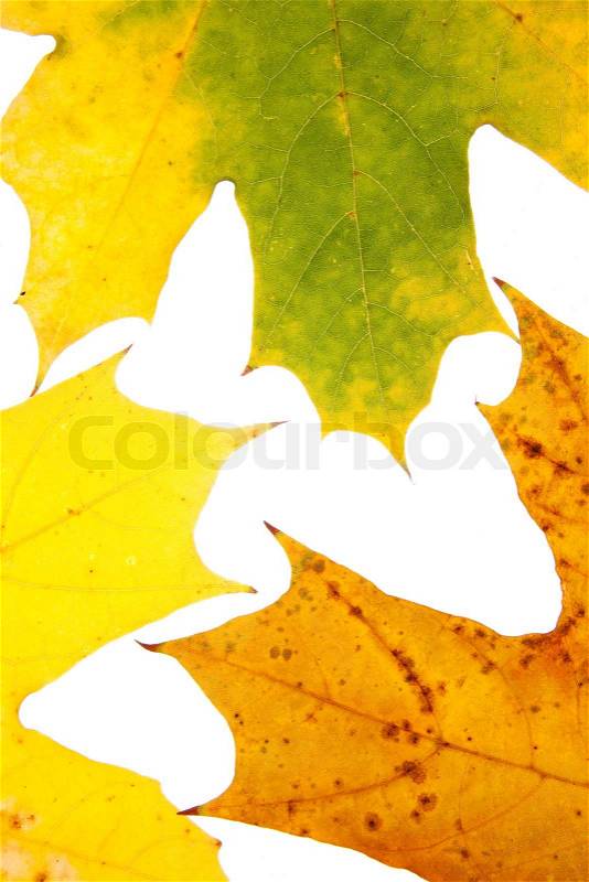 Maple leaves isolated on a white, stock photo