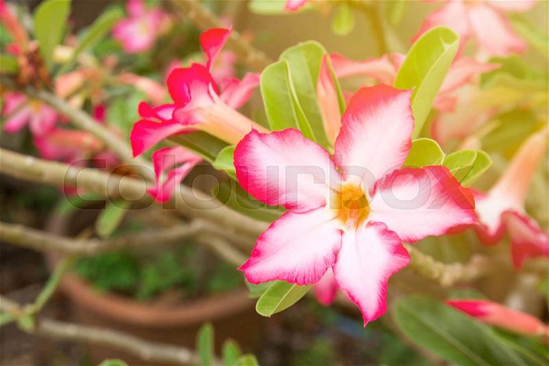 Impala Lily or Desert Rose or Mock Azalea, beautiful pink flower in garden. Fresh pink flower for background and texture, stock photo
