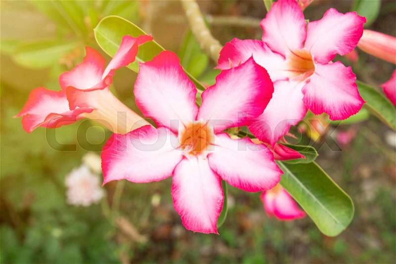 Impala Lily or Desert Rose or Mock Azalea, beautiful pink flower in garden. Fresh pink flower for background and texture, stock photo
