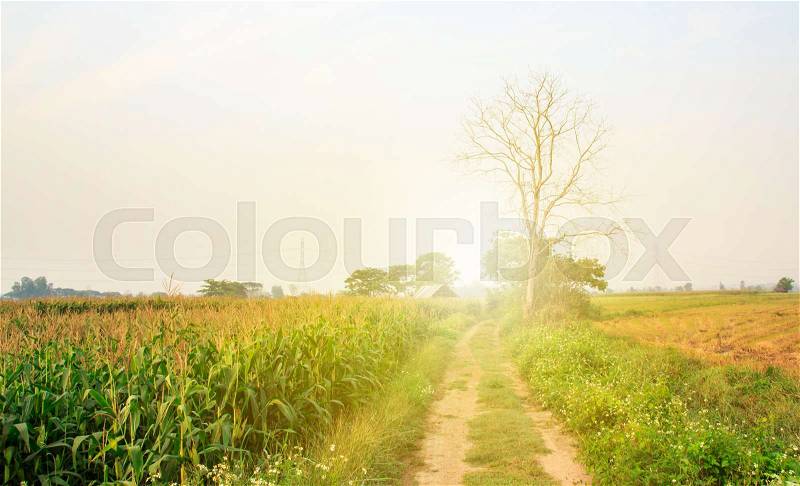 Road in the countryside has a beautiful green rice field along the way. And morning sunlight. , stock photo