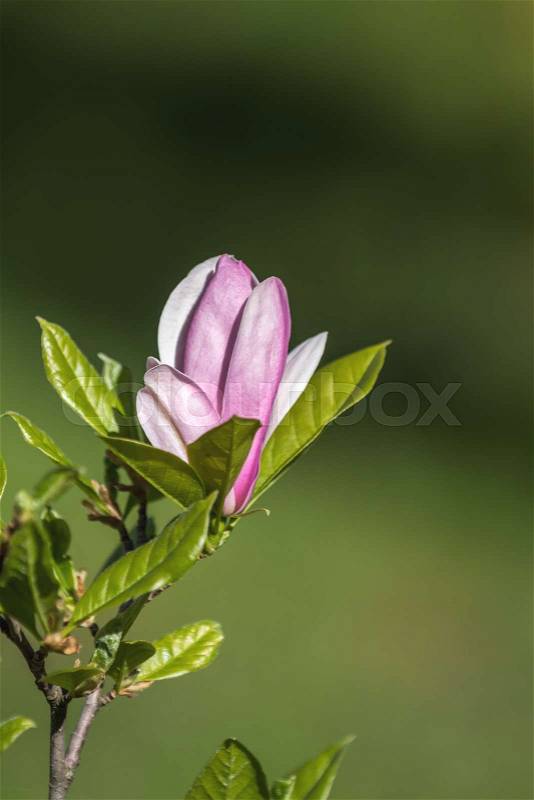 Beautiful Light Pink Magnolia Tree with Blooming Flowers during Springtime in the Garden. Beautiful Nature Scene with Blooming Tree. Shallow depth of field, stock photo