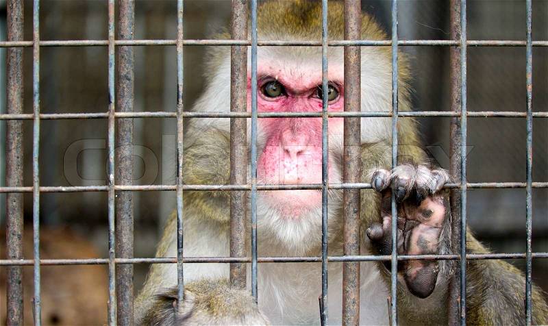 Monkey in a cage with sad eyes, stock photo