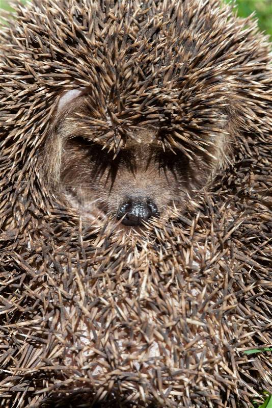 Hedgehog, curled into a protective ball. the shadow of the thorns looks like an eyelash, stock photo