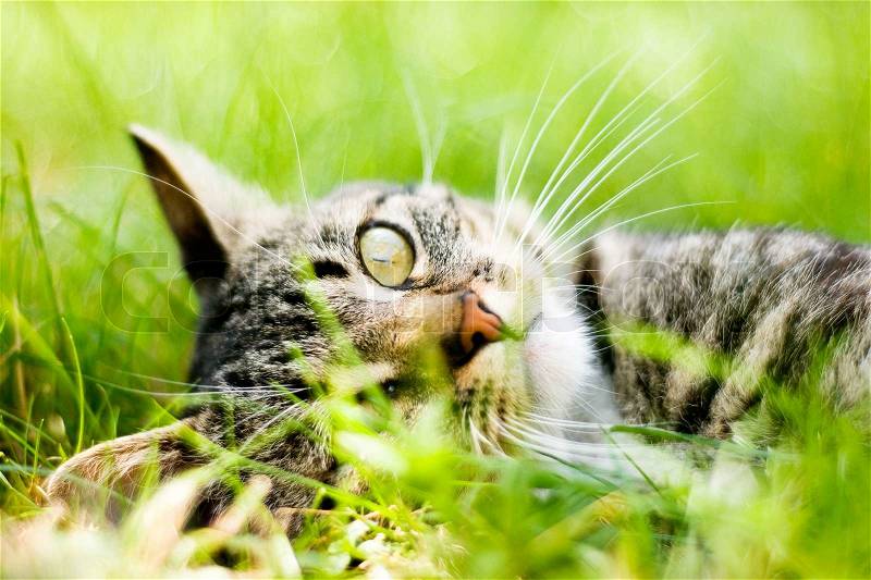 Cat lies on green grass, stock photo