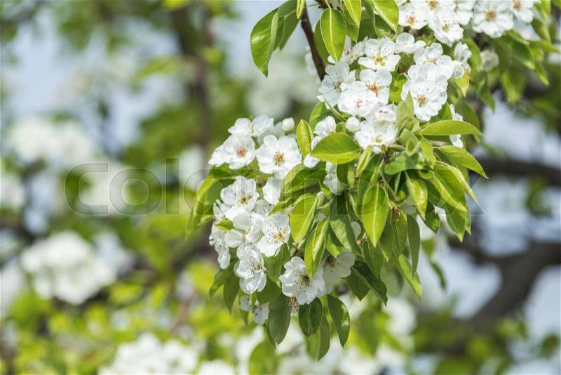 Close up of White Blossom Pear Tree Branch, during Spring Season on Green White Background, stock photo