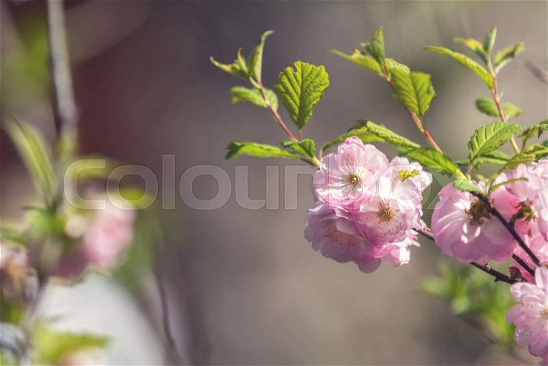 Closeup of pink flower clusters of an flowering plum or flowering almond in full bloom in spring. Beautiful Nature Scene with Blooming Tree and Sun Flare. Shallow depth of field, stock photo