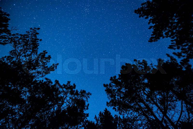 The bright starry sky in the night forest, stock photo