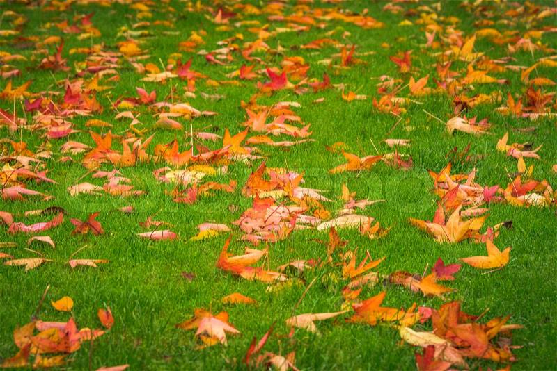Autumn maple leaves in golden colors on green grass in a park in the fall, stock photo