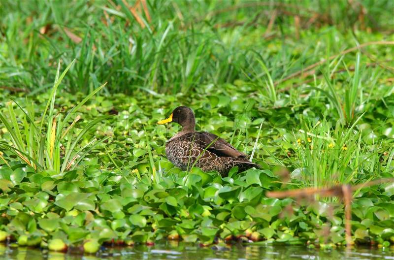 Yellow-billed duck on the lake Naivasha, stock photo