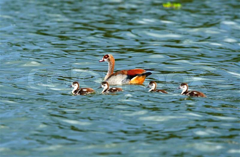 Goose with new borne family on the lake Naivasha, stock photo