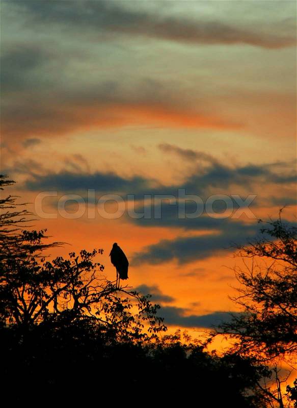 Marabou stork sleeping on the tree branch, stock photo