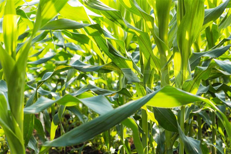Green corn leaves growing in the field, stock photo