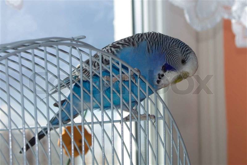 Blue budgie - small home pet on cage, stock photo