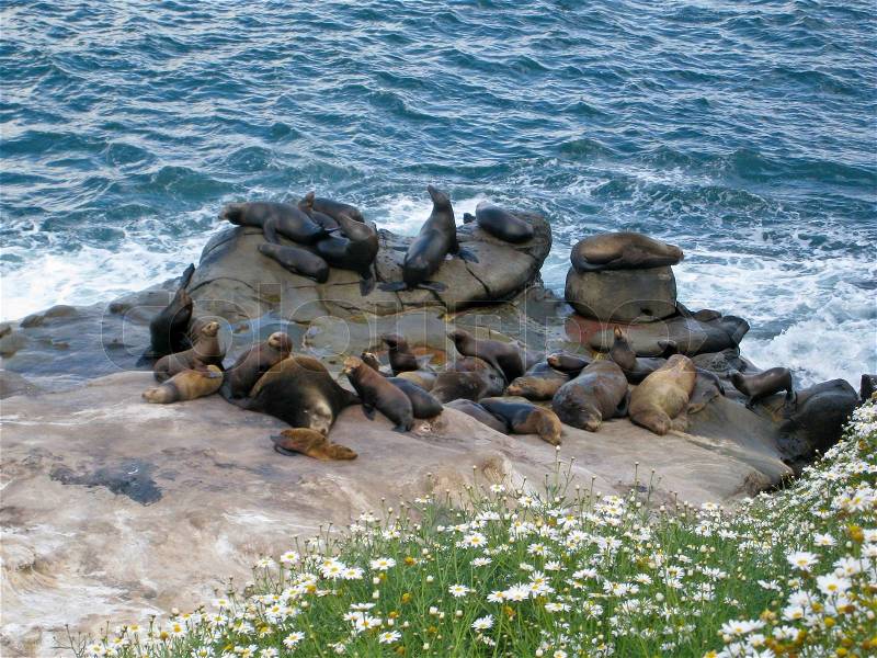 Sea Lions sunbathing on the Pacific Ocean Coast - La Jolla, San Diego, California, stock photo