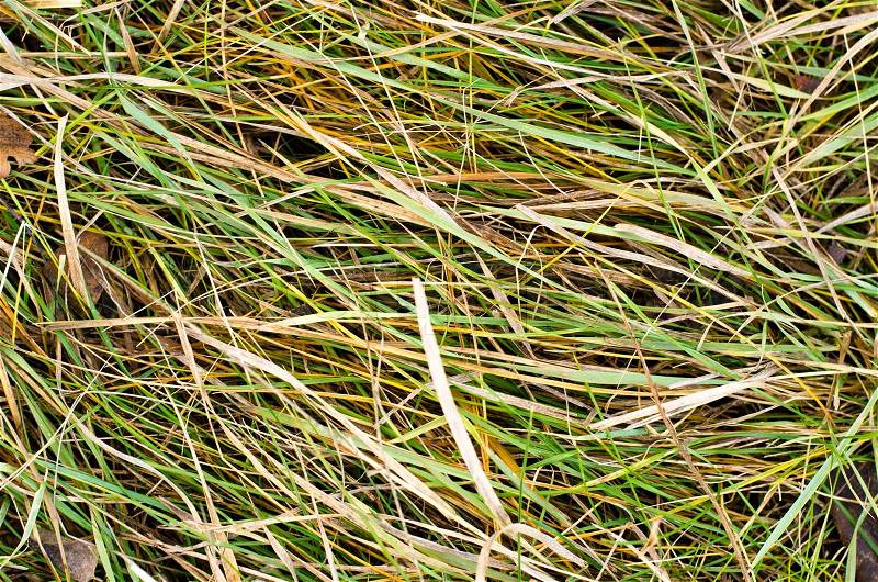 The turned yellow grass a background close up leaves, stock photo