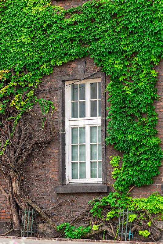 A window of a brick building overgrown with a thick green vine, stock photo
