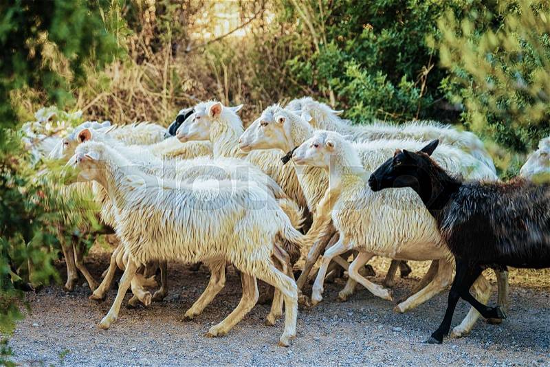 Flock of sheep at agricultural village in Perdaxius, Carbonia-Iglesias, Sardinia in Italy, stock photo