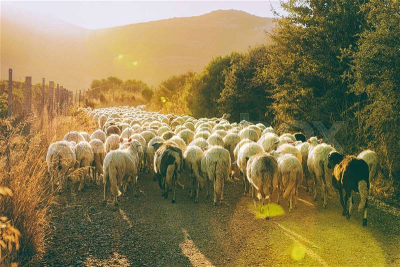 Sunrise and Flock of sheep in agricultural village in Perdaxius, Carbonia-Iglesias, Sardinia in Italy, stock photo