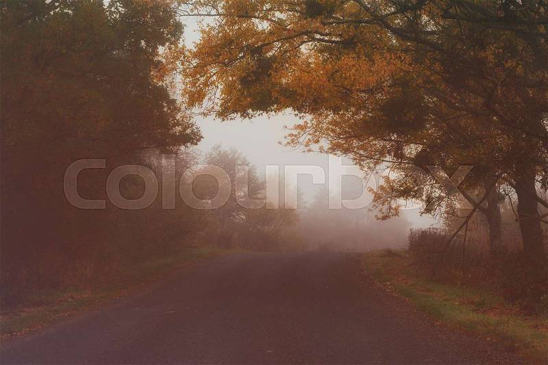 Rural foggy autumn landscape with car road and red trees. Seasonal fall silence mood, stock photo