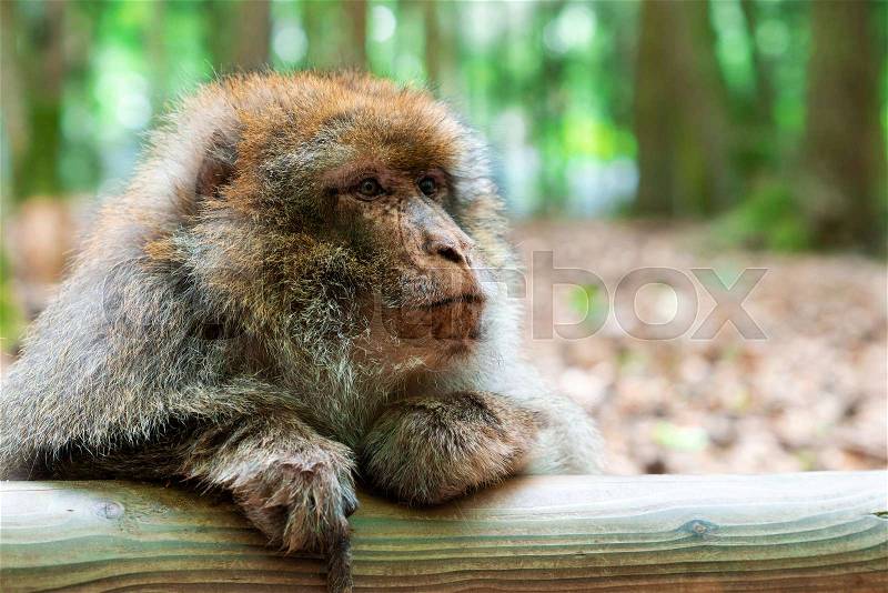 Funny and clever monkey sitting in tropical forest, stock photo