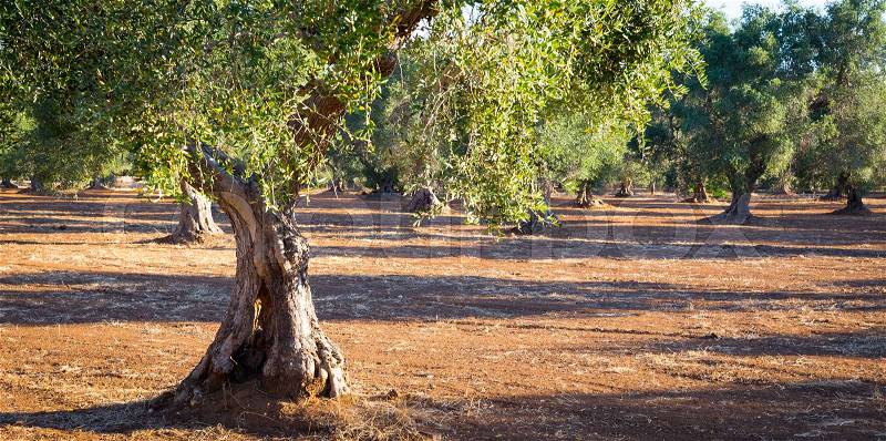 Olive trees in Puglia Region, South Italy - more than 200 years old. Summer season, sunset natural light, stock photo