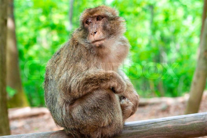 Funny and clever monkey sitting in tropical forest, stock photo