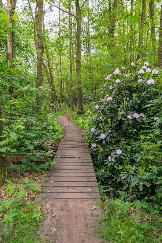 Green forest with big flowers from the rhododendron between the green plants and wooden path, stock photo