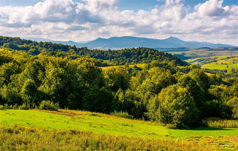 Forest on a grassy hill in afternoon. Pikui mountain in the distance under the cloudy afternoon sky. Lovely Carpathian countryside, stock photo