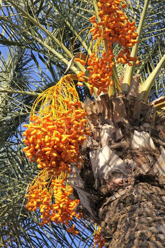 Close-up date palm tree with dates, stock photo